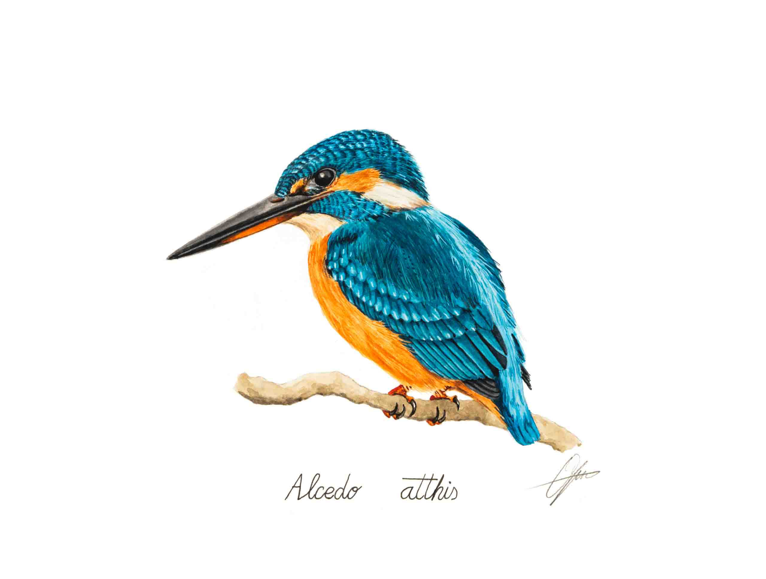 Alcedo atthis 5 copia